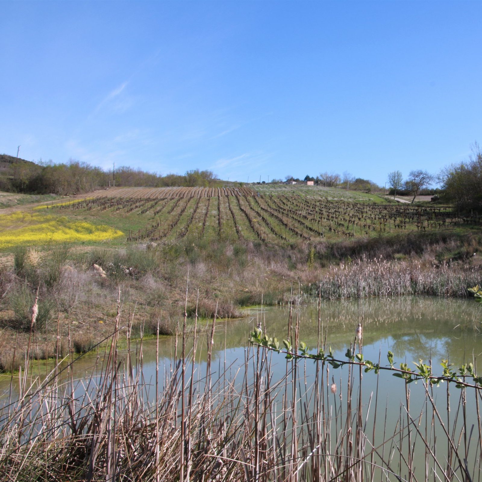 Vine rows and a pond in the Domaine Mouscaillo landscape