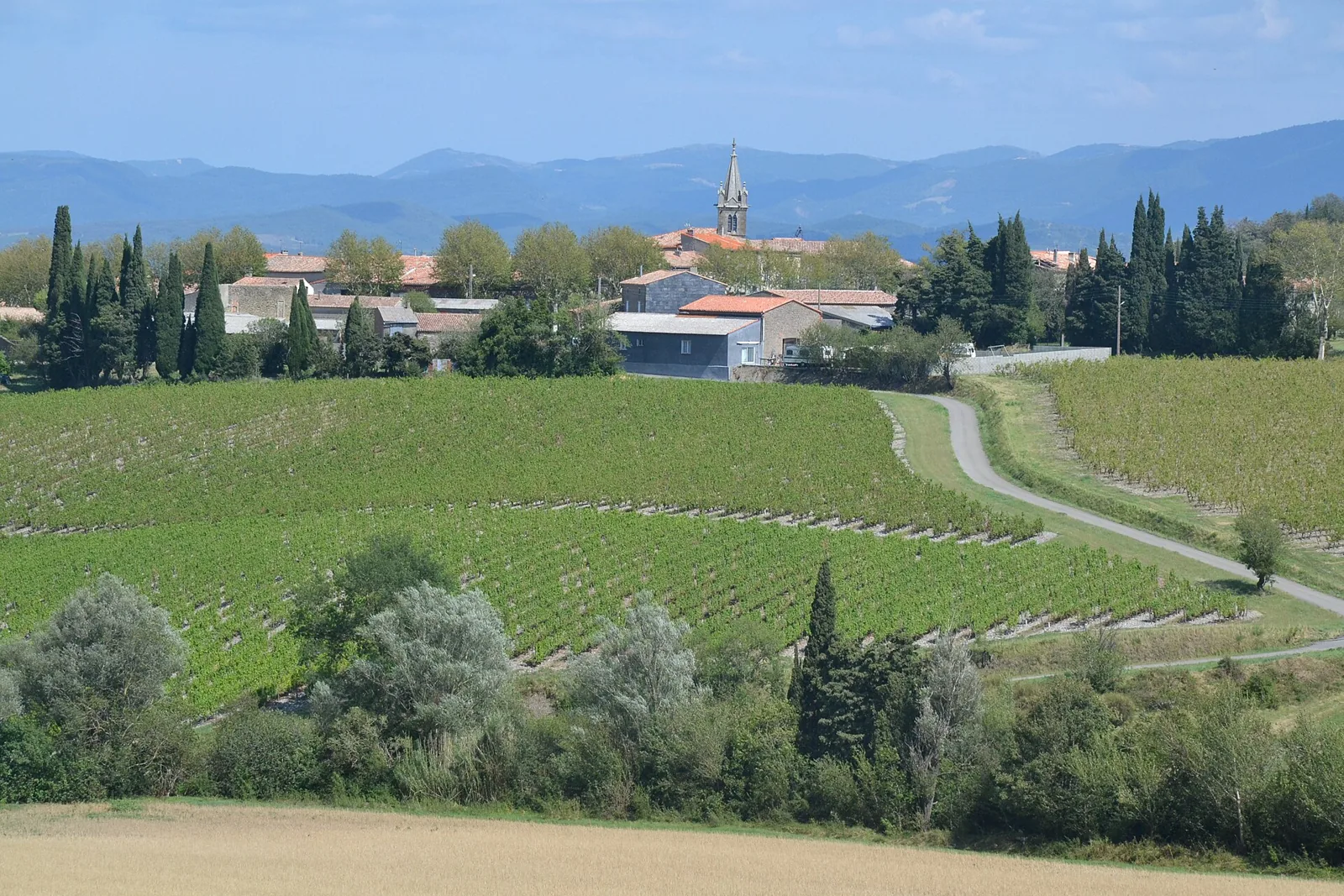 Rows of vines on a slope in the Aude